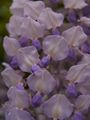 Wisteria sinensis-4 Glicynia chińska